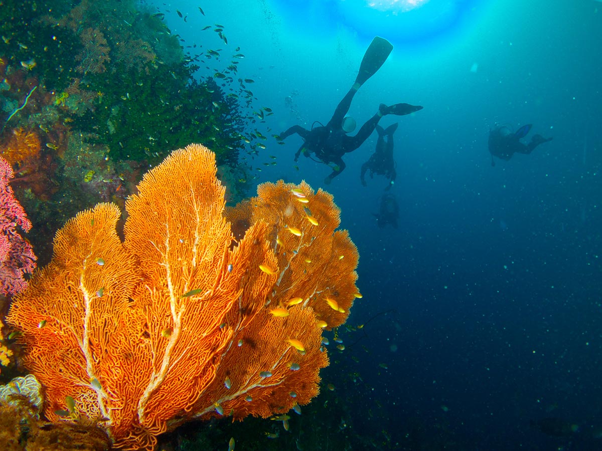 Divers exploring a reef&nbsp;in West Papua, Indonesia